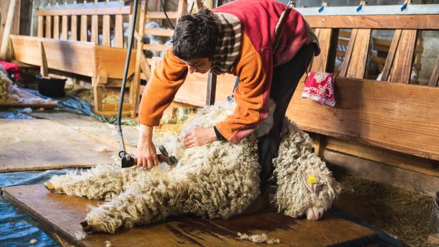 Greg Terra Photo Aulon Mowing and Wool 1