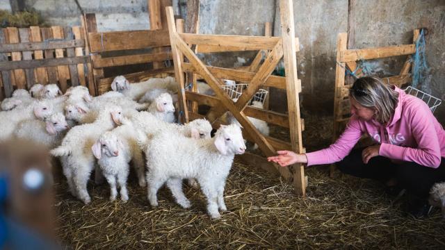 nbirrien Lamb Hay Farm 6j0a1201