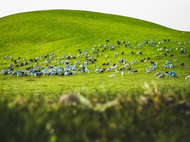 ©nbirrien Pastures Summer Station Sheep Img 8069 2