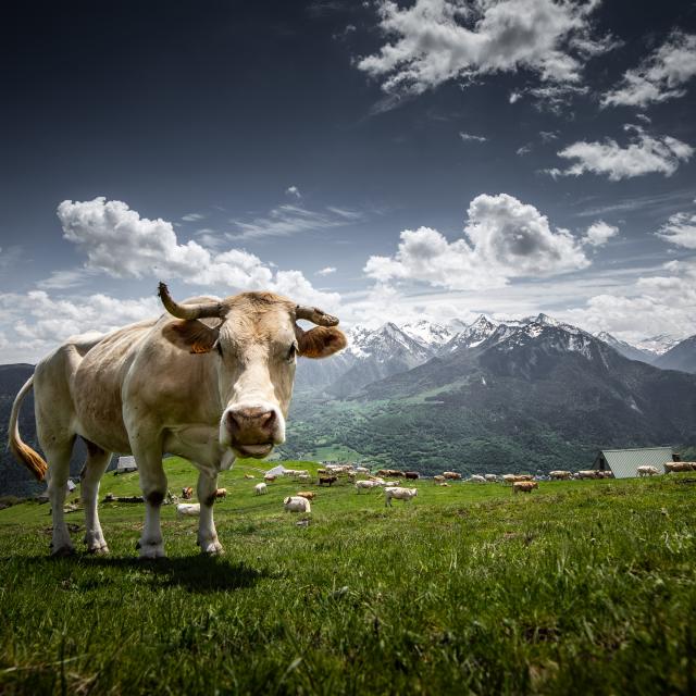 ©nbirrien Pastures Summer Station Cows Img 7323