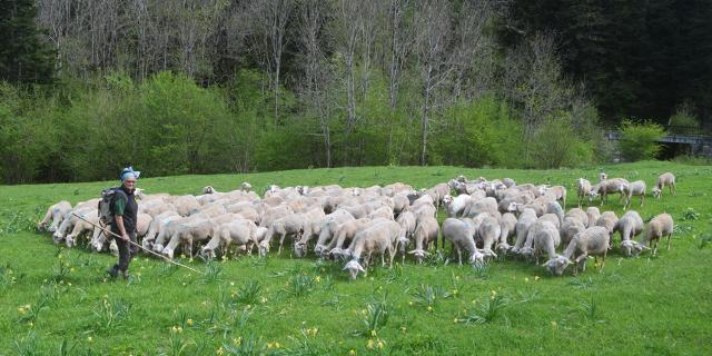 Rebaño al aire libre
