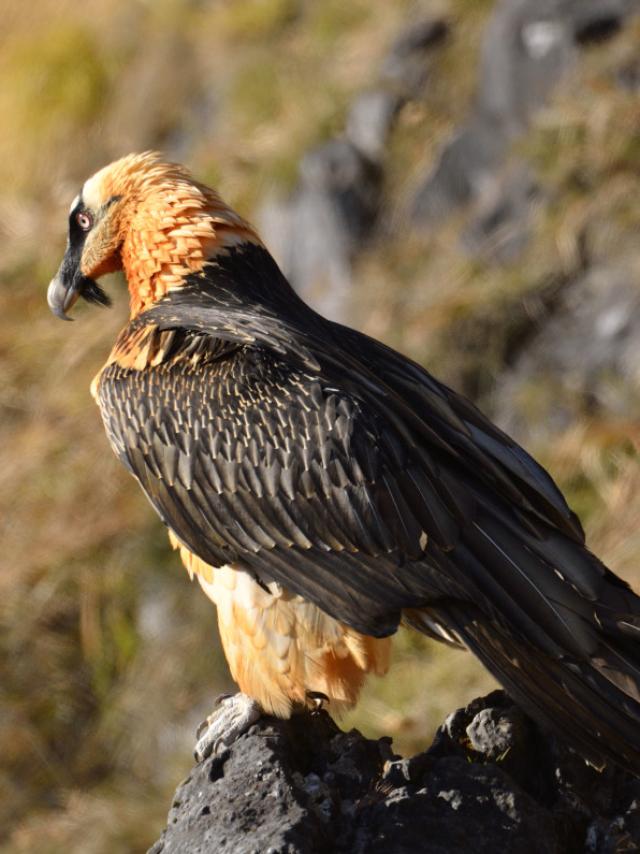 00013800© L. Nédélec- Pyrenees National Park