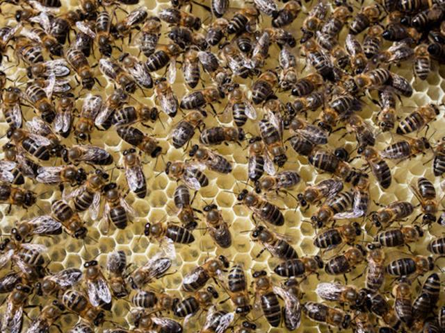 Miel de Daurian ©bbboubin abejas alveoladas