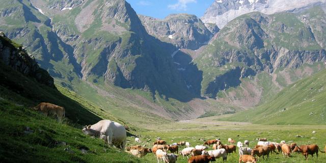 valle de las vacas de gela
