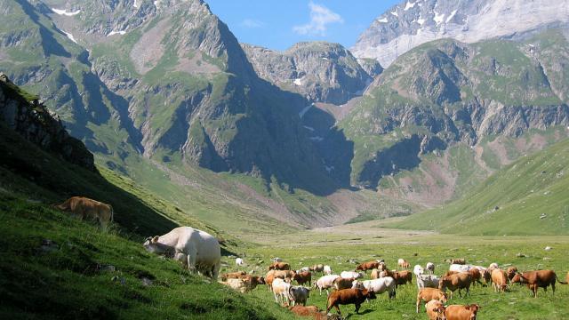cow valley of the gela