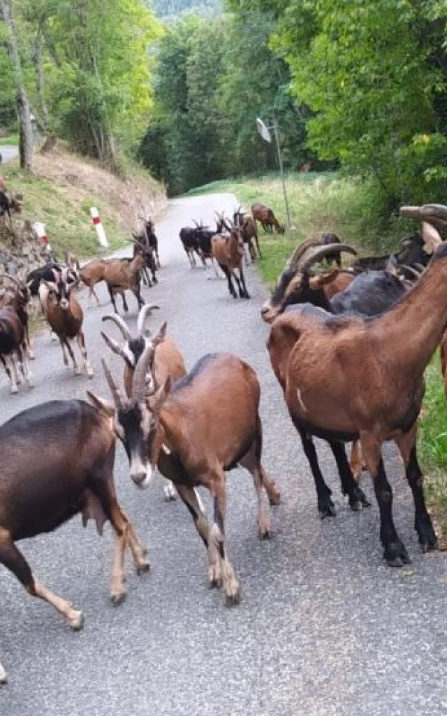 Un troupeau de chèvres marche sur une route de montagne bordée d’arbres à l'éntrée du village de Gouaux; on peut voir le panneau.