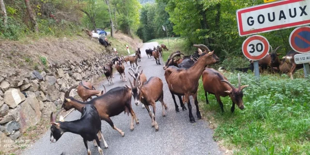 Chevrerie De Gouaux3