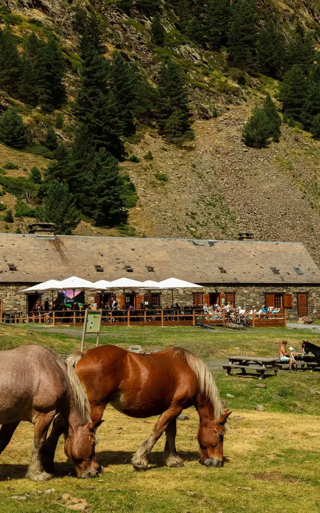Deux chevaux de trait pâturent dans une prairie devant la terrasse ensoleillée de l'Hospice du Rioumajou, au pied des montagnes.