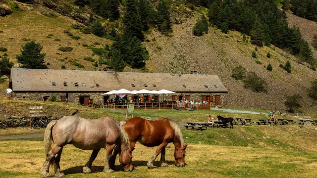 Deux chevaux de trait pâturent dans une prairie devant la terrasse ensoleillée de l'Hospice du Rioumajou, au pied des montagnes.