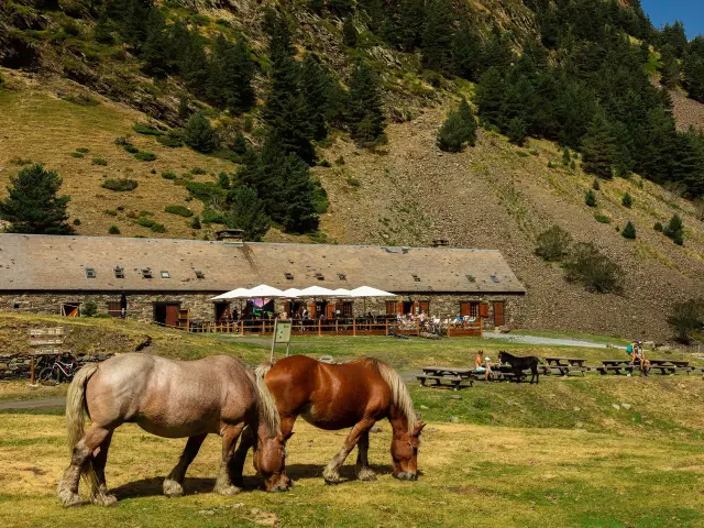 Deux chevaux de trait pâturent dans une prairie devant la terrasse ensoleillée de l'Hospice du Rioumajou, au pied des montagnes.